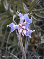 IMG_20240603_092643.jpg
