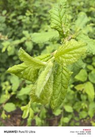 IMG_20240603_175547.jpg