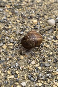 Schnecke 02.06.2024 Huawei Pura 70.jpg