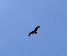 IMG_0315.jpeg