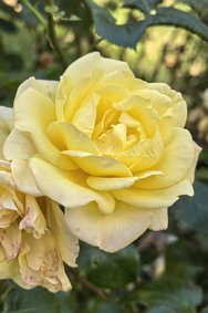 Rose Huawei Pura 70 06.06.2024.jpg