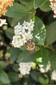 Biene auf weißen Blüten Huawei Pura 70 06.06.2024.jpg