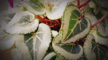 IMAG0024(1).jpg