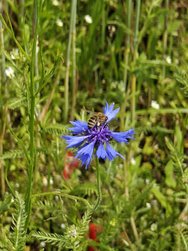 IMG20240608120020 - Kopie.jpg