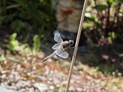 IMG_20240609_145027.jpg