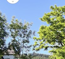IMG_20240609_095015.jpg