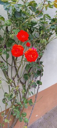 IMG_20240609_145110085.jpg