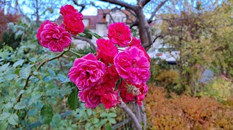Rose.jpg