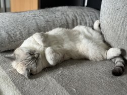 IMG_0533.jpeg