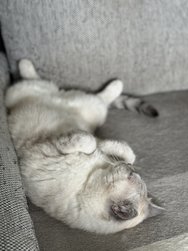 IMG_0532.jpeg