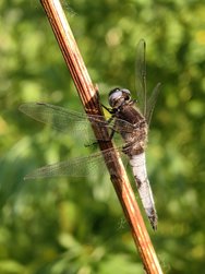 IMG_20240616_224534_395.jpg