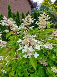 IMG_20240617_143204254.jpg