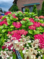 IMG_20240617_143216295_HDR.jpg