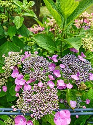IMG_20240617_143345969.jpg