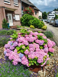 IMG_20240617_142719619_HDR.jpg