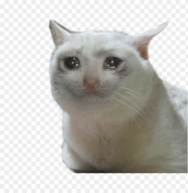crying-cat-meme-11609576925ejyrrwhsaa.png