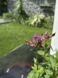 IMG_0543.jpeg