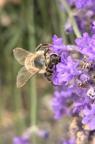 Biene Huawei Pura 70 21.06.2024.jpg