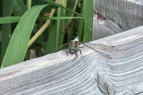 Libelle Huawei Pura 70 22.06.2024.jpg