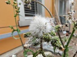 IMG20240620125902.jpg