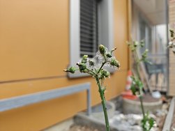 IMG20240620125918.jpg