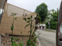 IMG20240620125948.jpg