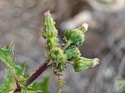 IMG_20240619_165542.jpg