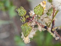 IMG_20240619_165524.jpg