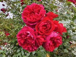 IMG_20240623_071924.jpg