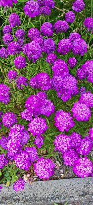 IMG_20240623_155748.jpg