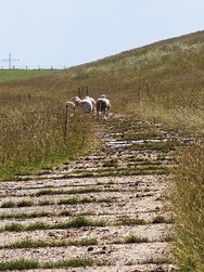 IMG_20240624_113106.jpg