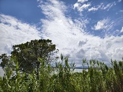 IMG_20240625_131517.jpg