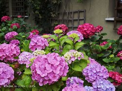 IMG_20240705_174717.jpg