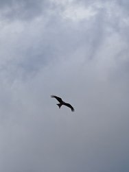 IMG_20240706_172433_1.jpg