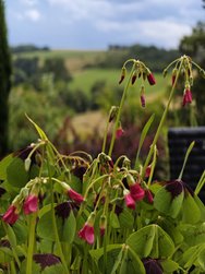 IMG_20240706_141444.jpg