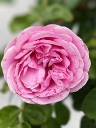 IMG_20240706_141321.jpg