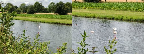schwan1.jpg
