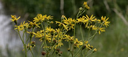 IMG_20240708_201146.jpg