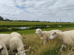 IMG_20240712_095229236.jpg