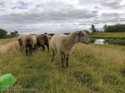 IMG_20240712_095216133.jpg