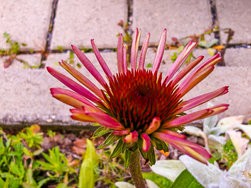 IMG_20240712_130032.jpg