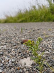 IMG_20240713_091103338.jpg