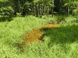 12 MPX Nature_3.jpg
