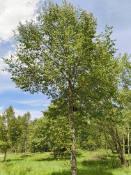 12 MPX Nature_4.jpg