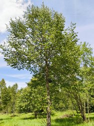 12 MPX Vivid_4.jpg