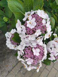 IMG_20240715_192342767.jpg