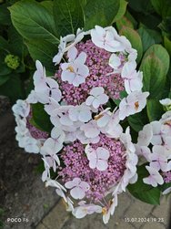 IMG_20240715_192337.jpg