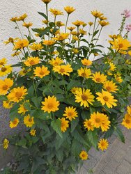 IMG_20240715_192031766.jpg