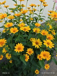 IMG_20240715_192023.jpg