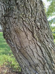 IMG_20240715_191832.jpg